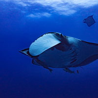 大きなオニイトマキエイに寄り添うコバンザメの写真