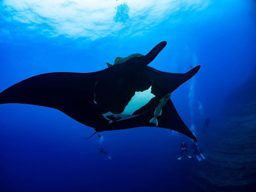 ダイバーと迫力のブラックマンタ