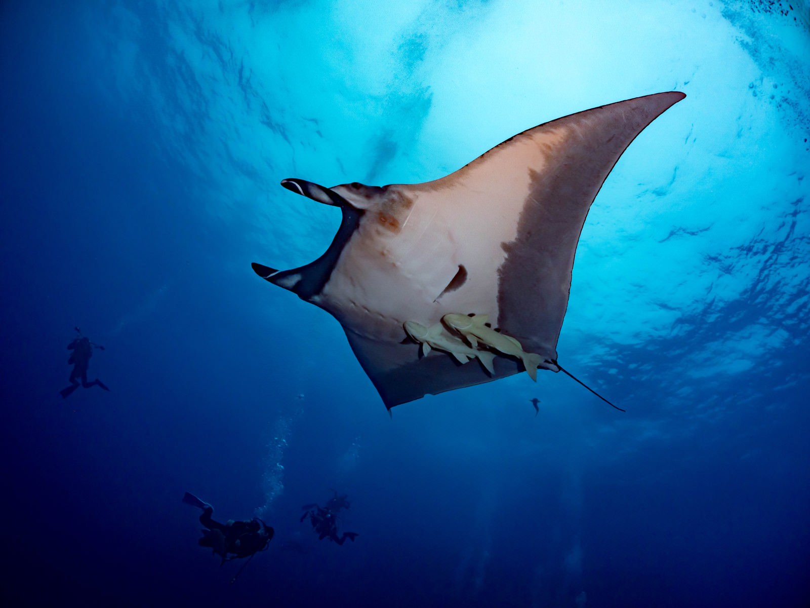 青い海中を泳ぐジャイアントマンタとコバンザメ、ダイバー