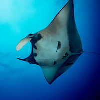 青い海を悠々と泳ぐマンタの腹側の写真