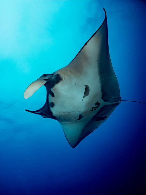 青い海を悠々と泳ぐマンタの腹側