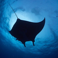 パシフィックマンタレイのシルエット、光の中を泳ぐの写真