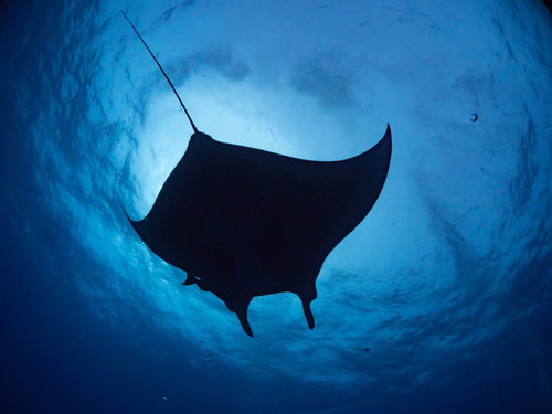 パシフィックマンタレイのシルエット、光の中を泳ぐ