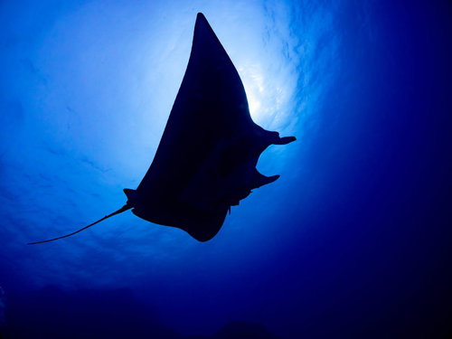 深い海中でシルエット状に泳ぐブラックマンタ