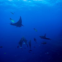 魚の群れの中で泳ぐマンタとイルカの海洋生物の写真