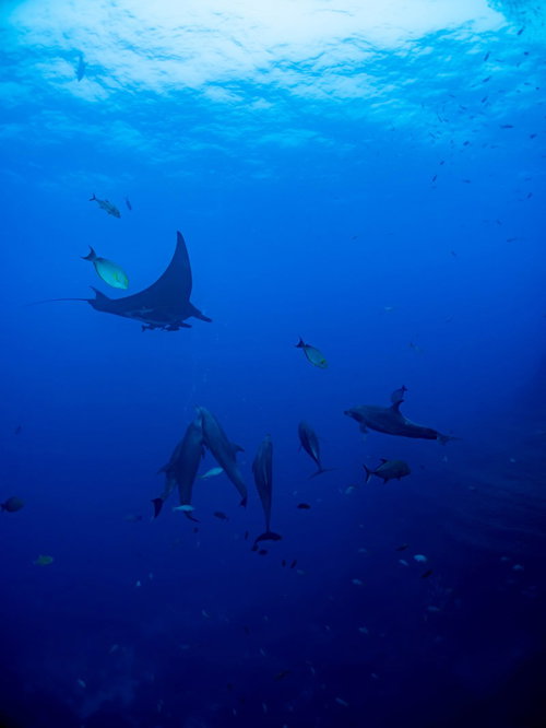 魚の群れの中で泳ぐマンタとイルカの海洋生物