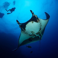 青い海中でマンタとシンクロして泳ぐダイバーの写真