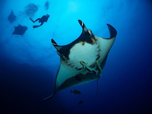 青い海中でマンタとシンクロして泳ぐダイバー