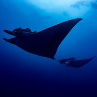 海中を並んで泳ぐ巨大マンタのシルエットの写真