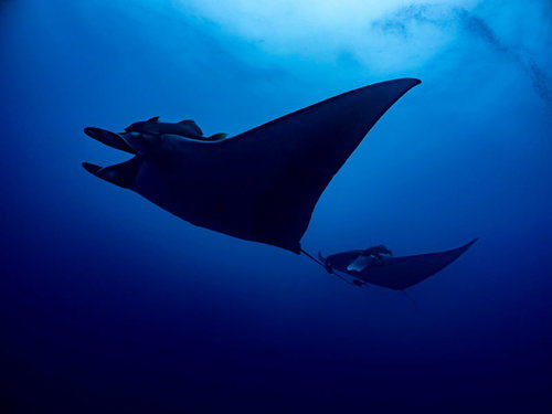 海中を並んで泳ぐ巨大マンタのシルエット