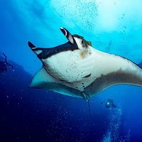 人気者のオニイトマキエイを追いかけるダイバー達と魚群の写真