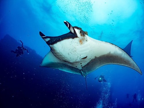 人気者のオニイトマキエイを追いかけるダイバー達と魚群