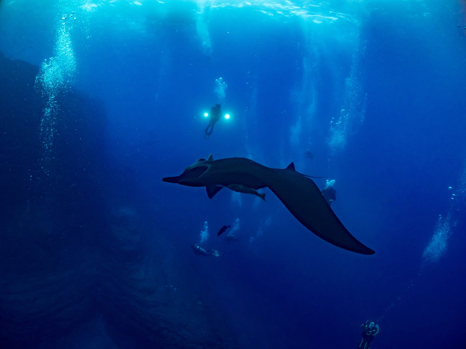 深い青色の海中でブラックマンタを囲むように泳ぐ複数のダイバー達