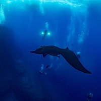 ブラックマンタを取り囲む複数のダイバー達の水中撮影の写真