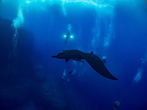 ブラックマンタを取り囲む複数のダイバー達の水中撮影