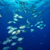 黄色い尾びれの魚の群れと岩礁の写真