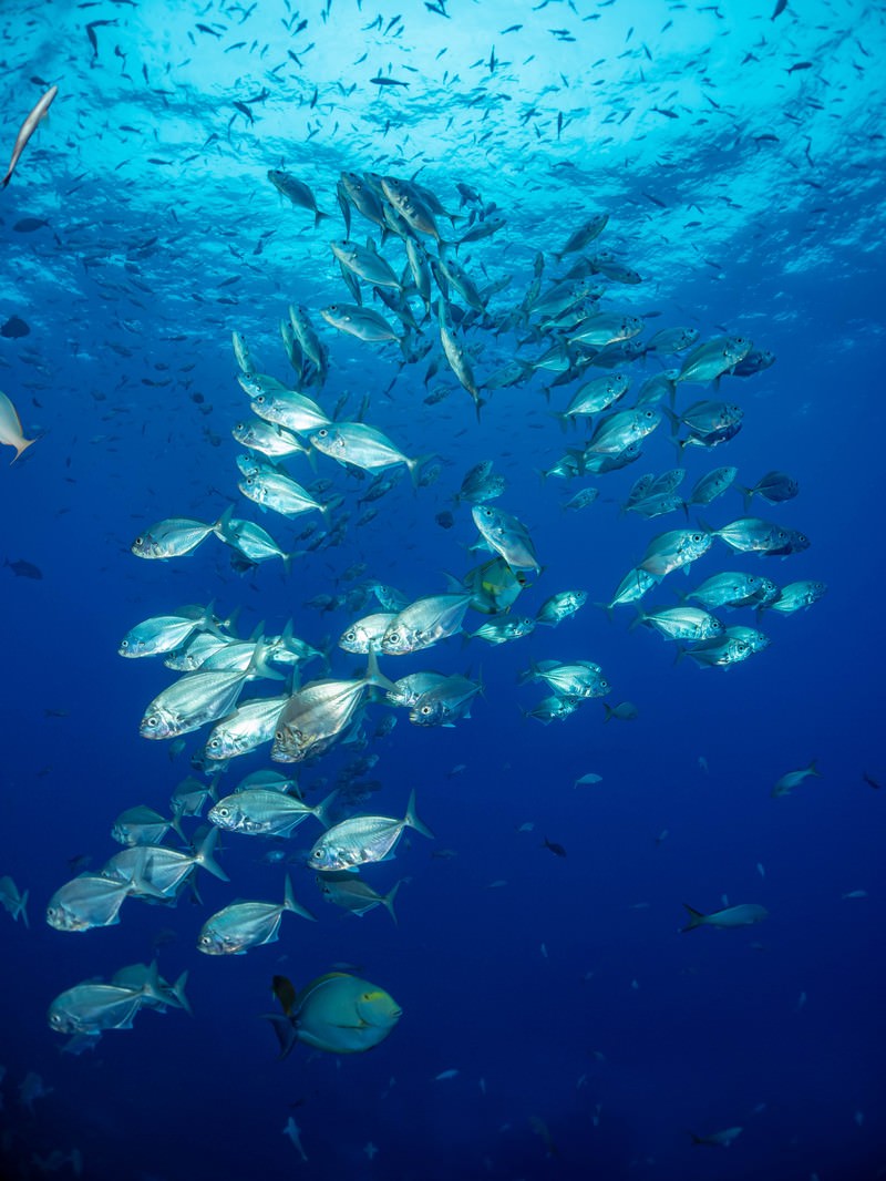 岩礁を囲む魚の群れの水中写真