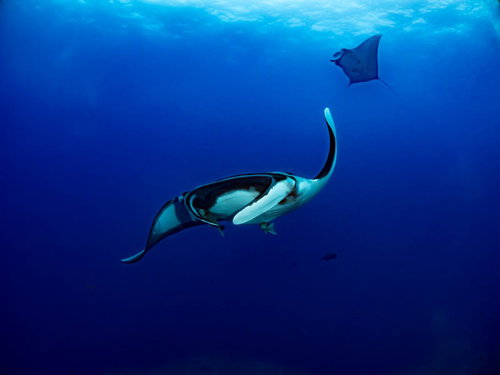 こちらに向かって泳いでくるオニイトマキエイ（マンタ）