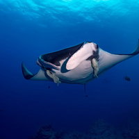 胸元に二匹のコバンザメを従えて泳ぐオニイトマキエイの写真