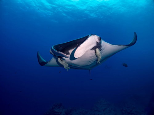 胸元に二匹のコバンザメを従えて泳ぐオニイトマキエイ