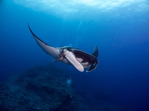 コバンザメを引き連れたマンタが泳ぐ海中シーン