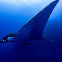 大きな翼を持つジャイアントマンタと海中の群魚の写真