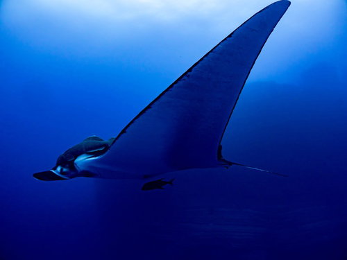 大きな翼を持つジャイアントマンタと海中の群魚