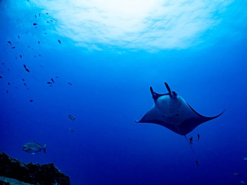 太陽光が差し込む海中でマンタと魚群が泳ぐ水中風景