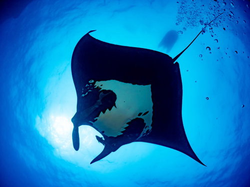 太陽の光を遮るブラックマンタのシルエット