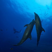 海の中を寄り添い泳ぐ2頭のイルカと小魚の群れの写真