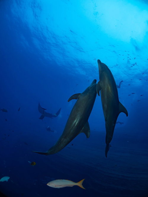 海の中を寄り添い泳ぐ2頭のイルカと小魚の群れ