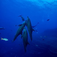 スキューバダイビングで出会う、寄り添うイルカの群れと魚の群れの写真