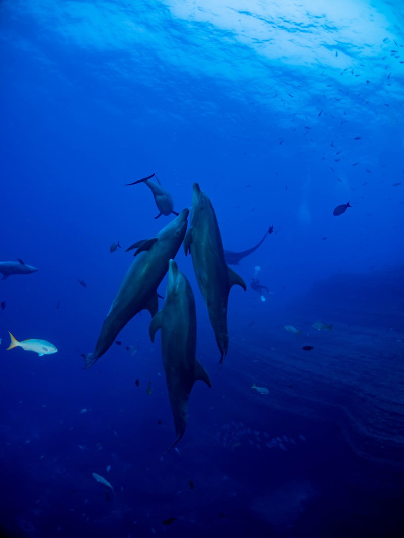 青い海中で寄り添って泳ぐイルカの群れと魚の群れ
