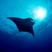 小魚の群れと巨大マンタが泳ぐ水中景観、太陽光差し込む青い海の写真