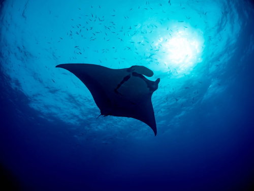 小魚の群れと巨大マンタが泳ぐ水中景観、太陽光差し込む青い海