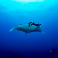 広い海を舞うオニイトマキエイ（マンタ）の優雅な姿の写真