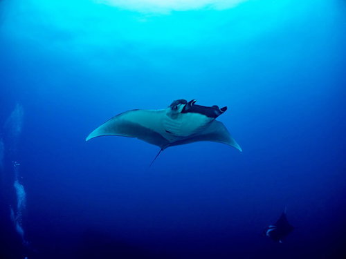 広い海を舞うオニイトマキエイ（マンタ）の優雅な姿