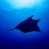 広い海を舞うチェブロンマンタのシルエットの写真