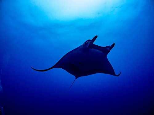 広い海を舞うチェブロンマンタのシルエット