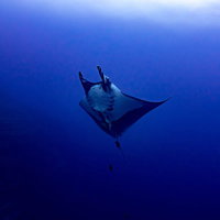 深い青色の海中を急浮上するマンタの優雅な泳ぎ姿の写真