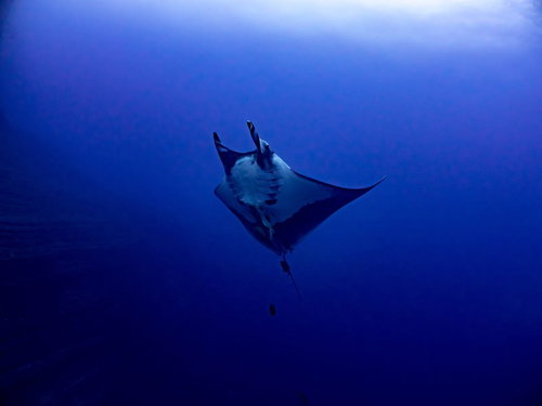 深い青色の海中を急浮上するマンタの優雅な泳ぎ姿