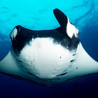 青い海中を正面から迫るオニイトマキエイの勇壮な泳ぎの写真