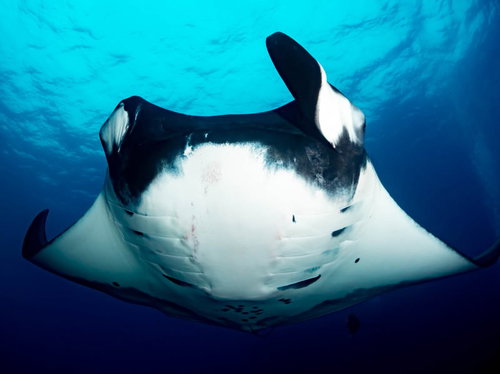 青い海中を正面から迫るオニイトマキエイの勇壮な泳ぎ