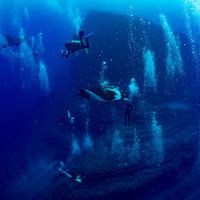 ダイバーが作る泡を気にせず悠々と泳ぐマンタの写真