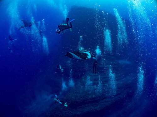 ダイバーが作る泡を気にせず悠々と泳ぐマンタ