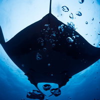 海中の泡越しに見える巨大なマンタの優雅な泳ぎの写真