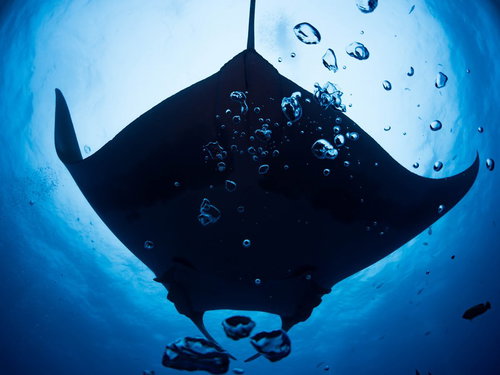 海中の泡越しに見える巨大なマンタの優雅な泳ぎ