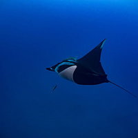深い青い海を静かに泳ぎ去るオニイトマキエイの写真