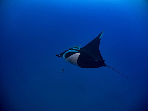 深い青い海を静かに泳ぎ去るオニイトマキエイ