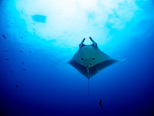 海面へ浮上するオニイトマキエイ、マンタの優雅な姿